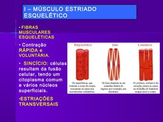 I – MÚSCULO ESTRIADO
  ESQUELÉTICO

• FIBRAS
MUSCULARES
ESQUELÉTICAS
• Contração
RÁPIDA e
VOLUNTÁRIA.

• SINCÍCIO: células
resultam da fusão
celular, tendo um
citoplasma comum
e vários núcleos
superficiais.
•ESTRIAÇÕES
TRANSVERSAIS
 