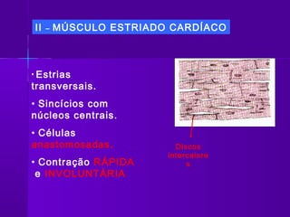 II   –   MÚSCULO ESTRIADO CARDÍACO



• Estrias
transversais.
• Sincícios com
núcleos centrais.
• Células
anastomosadas.             Discos
                         intercalare
• Contração RÁPIDA            s
 e INVOLUNTÁRIA
 