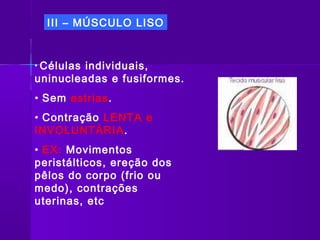 III – MÚSCULO LISO


• Célulasindividuais,
uninucleadas e fusiformes.
• Sem estrias.
• Contração LENTA e
INVOLUNTÁRIA.
• EX: Movimentos
peristálticos, ereção dos
pêlos do corpo (frio ou
medo), contrações
uterinas, etc
 