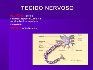 TECIDO NERVOSO
NEURÔNIO: célula
nervosa especializada na
condução dos impulsos
nervosos.
ORIGEM: ectodérmica.
 