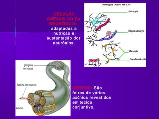 CÉLULAS
ANEXAS OU DA
 NEURÓGLIA:
  adaptadas a
   nutrição e
sustentação dos
   neurônios.




           NERVOS: São
           feixes de vários
           axônios revestidos
           em tecido
           conjuntivo.
 