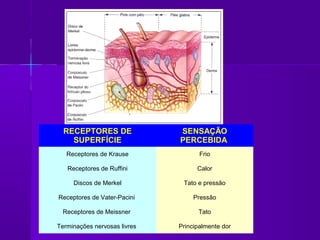 RECEPTORES DE               SENSAÇÃO
    SUPERFÍCIE                PERCEBIDA
   Receptores de Krause              Frio

   Receptores de Ruffini            Calor

     Discos de Merkel          Tato e pressão

Receptores de Vater-Pacini         Pressão

 Receptores de Meissner             Tato

Terminações nervosas livres   Principalmente dor
 