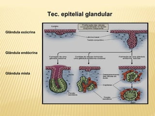 Tec. epitelial glandular
Glândula exócrina
Glândula endócrina
Glândula mista
 