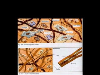 Tecido Conjuntivo
Características
• muita substância intercelular Preenche espaços vazios
 