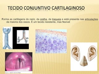 Forma as cartilagens do nariz, da orelha, da traqueia e está presente nas articulações
da maioria dos ossos. É um tecido resistente, mas flexível
 
