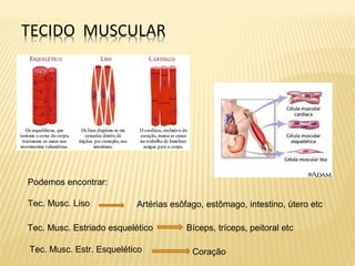 Podemos encontrar:
Tec. Musc. Liso Artérias esôfago, estômago, intestino, útero etc
Tec. Musc. Estriado esquelético
Coração
Bíceps, tríceps, peitoral etc
Tec. Musc. Estr. Esquelético
 