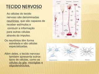 As células do tecido
nervoso são denominadas
neurônios, que são capazes de
receber estímulos e
conduzir a informação
para outras células
através do impulso.
Os neurônios têm forma
estrelada e são células
especializadas.
Além deles, o tecido nervoso
também apresenta outros
tipos de células, como as
células da glia, micróglias e
oligodendrócitos.
 