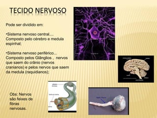 Pode ser dividido em:
•Sistema nervoso central....
Composto pelo cérebro e medula
espinhal;
•Sistema nervoso periférico...
Composto pelos Glânglios , nervos
que saem do crânio (nervos
cranianos) e pelos nervos que saem
da medula (raquidianos);
Obs: Nervos
são feixes de
fibras
nervosas.
 