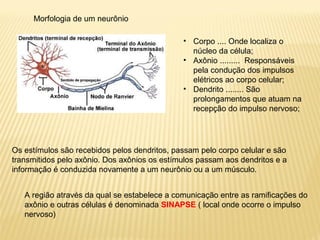 Morfologia de um neurônio
• Corpo .... Onde localiza o
núcleo da célula;
• Axônio ......... Responsáveis
pela condução dos impulsos
elétricos ao corpo celular;
• Dendrito ........ São
prolongamentos que atuam na
recepção do impulso nervoso;
Os estímulos são recebidos pelos dendritos, passam pelo corpo celular e são
transmitidos pelo axônio. Dos axônios os estímulos passam aos dendritos e a
informação é conduzida novamente a um neurônio ou a um músculo.
A região através da qual se estabelece a comunicação entre as ramificações do
axônio e outras células é denominada SINAPSE ( local onde ocorre o impulso
nervoso)
 