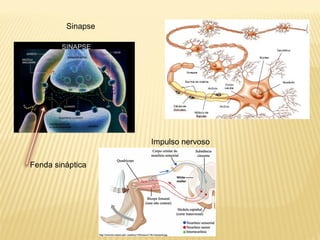 Sinapse
Fenda sináptica
Impulso nervoso
 