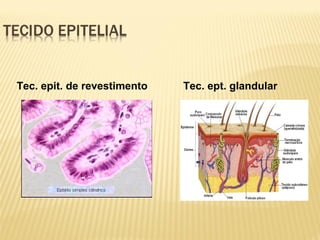 Tec. epit. de revestimento Tec. ept. glandular
 