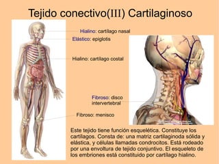 Tejido conectivo(III) Cartilaginoso
Hialino: cartílago nasal
Elástico: epiglotis
Hialino: cartílago costal
Fibroso: disco
intervertebral
Fibroso: menisco
Este tejido tiene función esquelética. Constituye los
cartílagos. Consta de: una matriz cartilaginoda sólida y
elástica, y células llamadas condrocitos. Está rodeado
por una envoltura de tejido conjuntivo. El esqueleto de
los embriones está constituido por cartílago hialino.
 