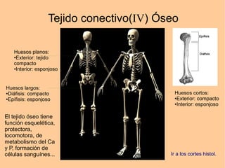 Tejido conectivo(IV) Óseo
Huesos planos:
●Exterior: tejido
compacto
●Interior: esponjoso
Huesos largos:
●Diáfisis: compacto
●Epífisis: esponjoso
Huesos cortos:
●Exterior: compacto
●Interior: esponjoso
El tejido óseo tiene
función esquelética,
protectora,
locomotora, de
metabolismo del Ca
y P, formación de
células sanguínes... Ir a los cortes histol.
 