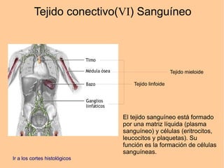 Tejido conectivo(VI) Sanguíneo
Tejido linfoide
Tejido mieloide
El tejido sanguíneo está formado
por una matriz líquida (plasma
sanguíneo) y células (eritrocitos,
leucocitos y plaquetas). Su
función es la formación de células
sanguíneas.
Ir a los cortes histológicos
 