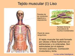 Tejido muscular (I) Liso
Paredes de
los conductos
digestivos y
respiratorios
Pared de vasos
sanguíneos
También forma la
musculatura de
muchos invertebrados
El tejido muscular liso está formado
por células o fibras fusiformes sin
estriaciones y no ordenadas. Son
estimuladas por el sistema
nervioso autónomo. Contracción
involuntaria y lenta.
Ir a los cortes histológicos
 