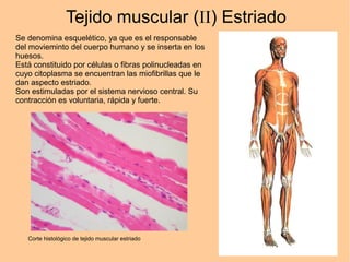 Tejido muscular (II) Estriado
Se denomina esquelético, ya que es el responsable
del movieminto del cuerpo humano y se inserta en los
huesos.
Está constituido por células o fibras polinucleadas en
cuyo citoplasma se encuentran las miofibrillas que le
dan aspecto estriado.
Son estimuladas por el sistema nervioso central. Su
contracción es voluntaria, rápida y fuerte.
Corte histológico de tejido muscular estriado
 