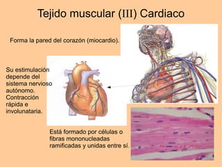 Tejido muscular (III) Cardiaco
Forma la pared del corazón (miocardio).
Está formado por células o
fibras mononucleadas
ramificadas y unidas entre sí.
Su estimulación
depende del
sistema nervioso
autónomo.
Contracción
rápida e
involunataria.
 