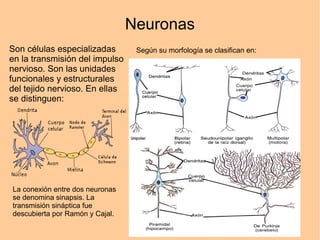Neuronas
Son células especializadas
en la transmisión del impulso
nervioso. Son las unidades
funcionales y estructurales
del tejido nervioso. En ellas
se distinguen:
Según su morfología se clasifican en:
La conexión entre dos neuronas
se denomina sinapsis. La
transmisión sináptica fue
descubierta por Ramón y Cajal.
 