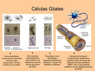 Células Gliales
Forma estrellada,
comunica las neuronas
con los vasos
sanguíneos, función
nutritiva y de sostén.
Son escasas
prolongaciones
que recubren de
mielina los axones
de las neuronas
del SNC.
Pequeñas y muy
ramificadas.
Fagocitan deshechos
celulares. Función de
limpieza y defensa.
Células de Schwann:
Proporcionan aislamiento
(mielina) a las neuronas del
sistema nervioso periférico
(SNP). Son el equivalente
periférico de los oligodendrocitos
del SNC.
 