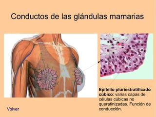 Conductos de las glándulas mamarias
Epitelio pluriestratificado
cúbico: varias capas de
células cúbicas no
queratinizadas. Función de
conducción.Volver
 