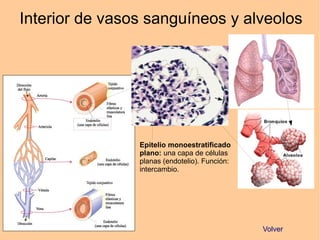Interior de vasos sanguíneos y alveolos
Epitelio monoestratificado
plano: una capa de células
planas (endotelio). Función:
intercambio.
Volver
 