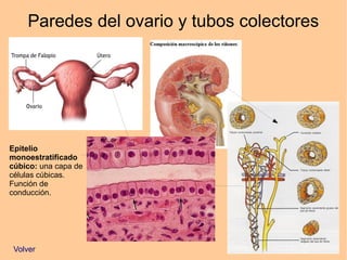 Paredes del ovario y tubos colectores
Epitelio
monoestratificado
cúbico: una capa de
células cúbicas.
Función de
conducción.
Volver
 