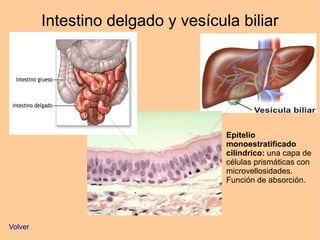Intestino delgado y vesícula biliar
Epitelio
monoestratificado
cilíndrico: una capa de
células prismáticas con
microvellosidades.
Función de absorción.
Volver
 