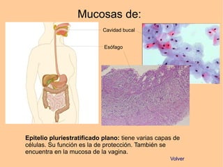 Mucosas de:
Cavidad bucal
Esófago
Epitelio pluriestratificado plano: tiene varias capas de
células. Su función es la de protección. También se
encuentra en la mucosa de la vagina.
Volver
 