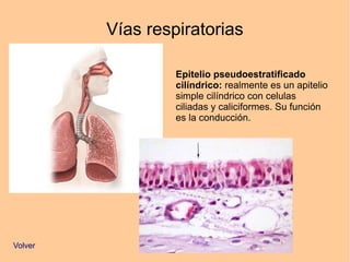 Vías respiratorias
Epitelio pseudoestratificado
cilíndrico: realmente es un apitelio
simple cilíndrico con celulas
ciliadas y caliciformes. Su función
es la conducción.
Volver
 