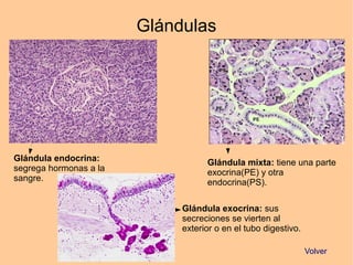 Glándulas
Glándula endocrina:
segrega hormonas a la
sangre.
Glándula mixta: tiene una parte
exocrina(PE) y otra
endocrina(PS).
Glándula exocrina: sus
secreciones se vierten al
exterior o en el tubo digestivo.
Volver
 