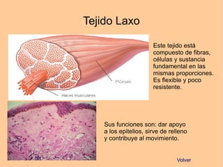 Tejido Laxo
Este tejido está
compuesto de fibras,
células y sustancia
fundamental en las
mismas proporciones.
Es flexible y poco
resistente.
Sus funciones son: dar apoyo
a los epitelios, sirve de relleno
y contribuye al movimiento.
Volver
 