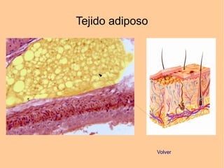Tejido adiposo
Volver
 