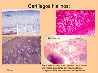 Cartílagos hialinos:
NASAL
COSTAL
TRAQUEAL
BRONQUIAL
Volver
Estos tejidos hialinos se caracterizan por tener
una matriz abundante con algunas fibras
colágenas. Función: resistencia a la presión.
 