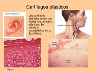 Cartílagos elásticos:
Volver
Los cartílagos
elásticos tienen una
matriz rica en fibras
elásticas. Su
principal
caracteristica es su
flexibilidad.
 