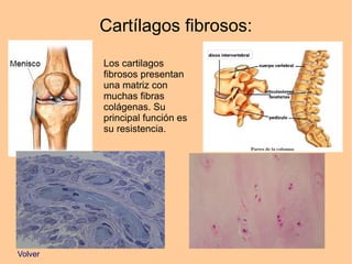 Cartílagos fibrosos:
Volver
Los cartilagos
fibrosos presentan
una matriz con
muchas fibras
colágenas. Su
principal función es
su resistencia.
 