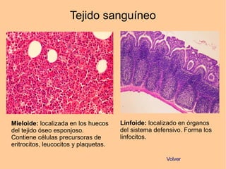 Tejido sanguíneo
Linfoide: localizado en órganos
del sistema defensivo. Forma los
linfocitos.
Mieloide: localizada en los huecos
del tejido óseo esponjoso.
Contiene células precursoras de
eritrocitos, leucocitos y plaquetas.
Volver
 