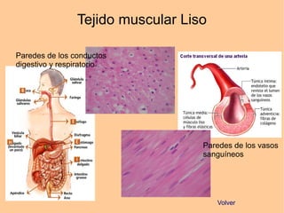 Tejido muscular Liso
Volver
Paredes de los conductos
digestivo y respiratorio
Paredes de los vasos
sanguíneos
 