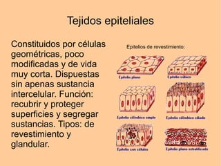 Tejidos epiteliales
Constituidos por células
geométricas, poco
modificadas y de vida
muy corta. Dispuestas
sin apenas sustancia
intercelular. Función:
recubrir y proteger
superficies y segregar
sustancias. Tipos: de
revestimiento y
glandular.
Epitelios de revestimiento:
 