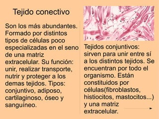 Tejido conectivo
Son los más abundantes.
Formado por distintos
tipos de células poco
especializadas en el seno
de una matriz
extracelular. Su función:
unir, realizar transporte,
nutrir y proteger a los
demas tejidos. Tipos:
conjuntivo, adiposo,
cartilaginoso, óseo y
sanguíneo.
Tejidos conjuntivos:
sirven para unir entre sí
a los distintos tejidos. Se
encuentran por todo el
organismo. Están
constituidos por
células(fibroblastos,
histiocitos, mastocitos...)
y una matriz
extracelular.
 