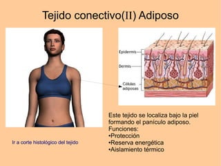 Tejido conectivo(II) Adiposo
Este tejido se localiza bajo la piel
formando el panículo adiposo.
Funciones:
●Protección
●Reserva energética
●Aislamiento térmico
Ir a corte histológico del tejido
 