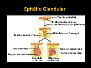 Epitélio Glandular
 