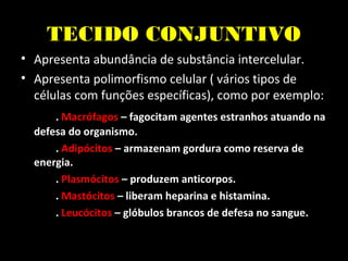 TECIDO CONJUNTIVO
• Apresenta abundância de substância intercelular.
• Apresenta polimorfismo celular ( vários tipos de
células com funções específicas), como por exemplo:
. Macrófagos – fagocitam agentes estranhos atuando na
defesa do organismo.
. Adipócitos – armazenam gordura como reserva de
energia.
. Plasmócitos – produzem anticorpos.
. Mastócitos – liberam heparina e histamina.
. Leucócitos – glóbulos brancos de defesa no sangue.
 