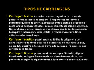 TIPOS DE CARTILAGENS
• Cartilagem hialina: é a mais comum no organismo e sua matriz
possui fibrilas delicadas de colágeno. É responsável por formar o
primeiro esqueleto do embrião, presente entre a diáfise e a epífise de
ossos longos, sendo responsável pelo crescimento do osso em extensão.
Nos adultos, ela está presente na traquéia, na parede das fossas nasais,
brônquios e extremidades das costelas e recobrindo as superfícies
articulares dos ossos longos.
• Cartilagem elástica: possui escassas fibrilas de colágeno e um
grande número de fibras elásticas. É encontrada no pavilhão auditivo,
no conduto auditivo externo, na trompa de Eustáquio, na epiglote e na
cartilagem da laringe.
• Cartilagem fibrosa: possui matriz formada por fibras de colágeno.
Este tipo de cartilagem é encontrada nos discos intervertebrais, nos
pontos de inserção de alguns tendões e ligamentos e na sínfese pubiana.
 