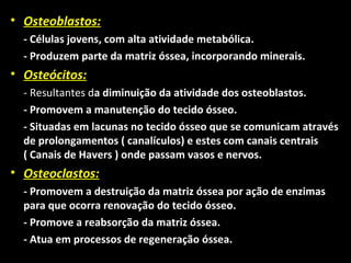 • Osteoblastos:
- Células jovens, com alta atividade metabólica.
- Produzem parte da matriz óssea, incorporando minerais.
• Osteócitos:
- Resultantes da diminuição da atividade dos osteoblastos.
- Promovem a manutenção do tecido ósseo.
- Situadas em lacunas no tecido ósseo que se comunicam através
de prolongamentos ( canalículos) e estes com canais centrais
( Canais de Havers ) onde passam vasos e nervos.
• Osteoclastos:
- Promovem a destruição da matriz óssea por ação de enzimas
para que ocorra renovação do tecido ósseo.
- Promove a reabsorção da matriz óssea.
- Atua em processos de regeneração óssea.
 