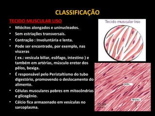 CLASSIFICAÇÃO
TECIDO MUSCULAR LISO
• Miócitos alongados e uninucleados.
• Sem estriações transversais.
• Contração : Involuntária e lenta.
• Pode ser encontrado, por exemplo, nas
visceras
( ex.: vesícula biliar, esôfago, intestino ) e
também em artérias, músculo eretor dos
pêlos, bexiga.
• É responsável pelo Peristaltismo do tubo
digestório, promovendo o deslocamento do
alimento.
• Células musculares pobres em mitocôndrias
e glicogênio.
• Cálcio fica armazenado em vesículas no
sarcoplasma.
 