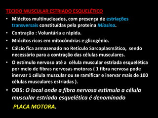 TECIDO MUSCULAR ESTRIADO ESQUELÉTICO
• Miócitos multinucleados, com presença de estriações
transversais constituídas pela proteina Miosina.
• Contração : Voluntária e rápida.
• Miócitos ricos em mitocôndrias e glicogênio.
• Cálcio fica armazenado no Retículo Sarcoplasmático, sendo
necessário para a contração das células musculares.
• O estímulo nervoso até a célula muscular estriada esquelética
por meio de fibras nervosas motoras ( 1 fibra nervosa pode
inervar 1 célula muscular ou se ramificar e inervar mais de 100
células musculares estriadas ).
• OBS: O local onde a fibra nervosa estimula a célula
muscular estriada esquelética é denominado
PLACA MOTORA.
 