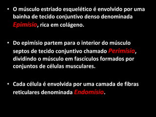 • O músculo estriado esquelético é envolvido por uma
bainha de tecido conjuntivo denso denominada
Epimísio, rica em colágeno.
• Do epimísio partem para o interior do músculo
septos de tecido conjuntivo chamado Perimísio,
dividindo o músculo em fascículos formados por
conjuntos de células musculares.
• Cada célula é envolvida por uma camada de fibras
reticulares denominada Endomísio.
 