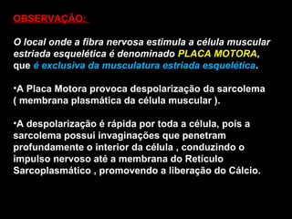 OBSERVAÇÃO:
O local onde a fibra nervosa estimula a célula muscular
estriada esquelética é denominado PLACA MOTORA,
que é exclusiva da musculatura estriada esquelética.
•A Placa Motora provoca despolarização da sarcolema
( membrana plasmática da célula muscular ).
•A despolarização é rápida por toda a célula, pois a
sarcolema possui invaginações que penetram
profundamente o interior da célula , conduzindo o
impulso nervoso até a membrana do Retículo
Sarcoplasmático , promovendo a liberação do Cálcio.
 