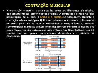 CONTRAÇÃO MUSCULAR
• Na contração muscular, a actina desliza sobre os filamentos da miosina,
que conservam seus comprimentos originais. A contração se inicia na faixa
ansiotrópica, ou A, onde a actina e a miosina se sobrepõem. Durante a
contração, a faixa isotrópica (I) diminui de tamanho, enquanto os filamentos
de actina penetram na faixa A. Concomitantemente, a faixa H, formada
somente pelos filamento grossos (miosina) também se reduz, à medida que
esses filamentos são sobrepostos pelos filamentos finos (actina). Isso irá
resultar em um grande encurtamento do sarcômero ( UNIDADE DE
CONTRAÇÃO)
 