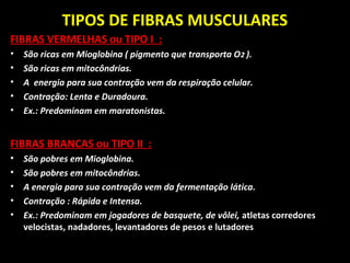 TIPOS DE FIBRAS MUSCULARES
FIBRAS VERMELHAS ou TIPO I :
• São ricas em Mioglobina ( pigmento que transporta O2 ).
• São ricas em mitocôndrias.
• A energia para sua contração vem da respiração celular.
• Contração: Lenta e Duradoura.
• Ex.: Predominam em maratonistas.
FIBRAS BRANCAS ou TIPO II :
• São pobres em Mioglobina.
• São pobres em mitocôndrias.
• A energia para sua contração vem da fermentação lática.
• Contração : Rápida e Intensa.
• Ex.: Predominam em jogadores de basquete, de vôlei, atletas corredores
velocistas, nadadores, levantadores de pesos e lutadores
 